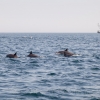 dolphin_watching_001_20130305-img_3215