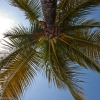 relaxen unter palmen